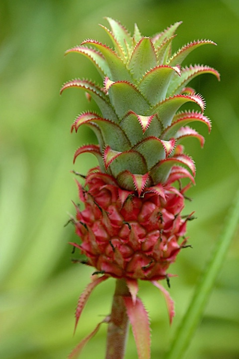 Ornamental Pineapple “Nana”