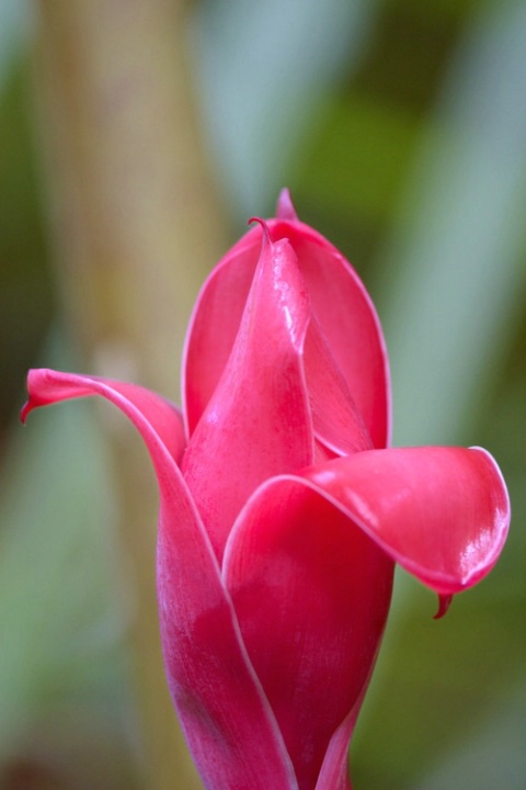 Heliconia