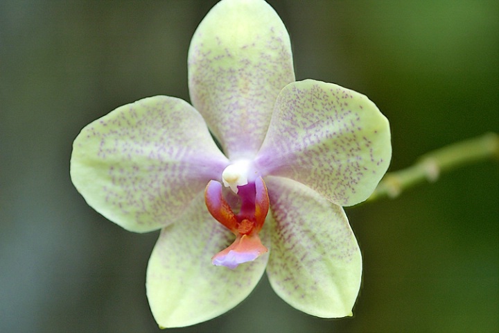 Phalaenopsis Orchid