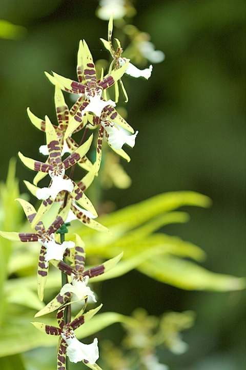 Everglades Orchid