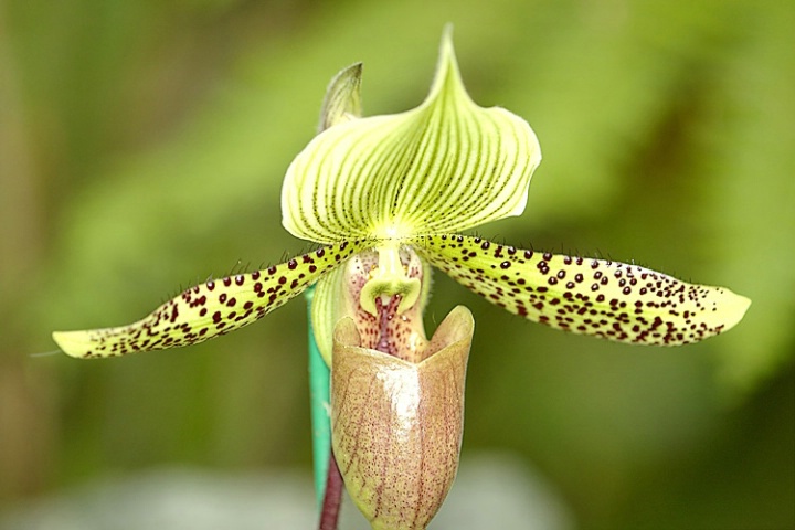 Phaphiopedilum Orchid
