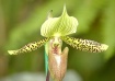 Phaphiopedilum Or...
