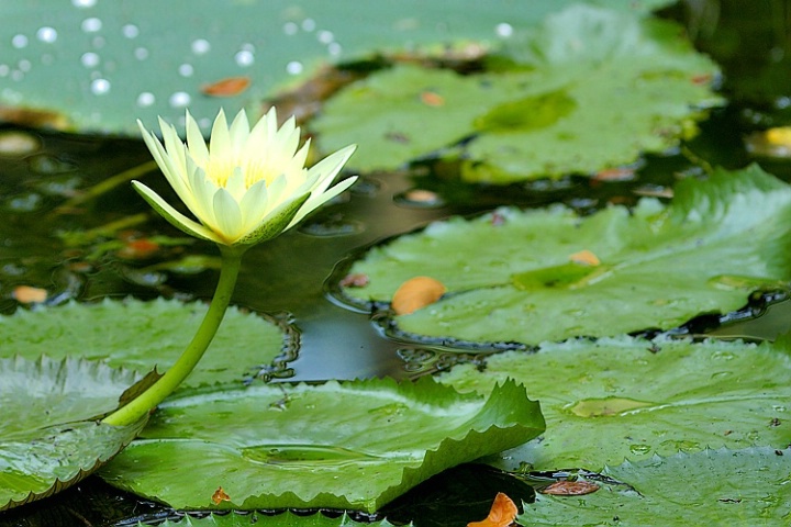 Water Lilly