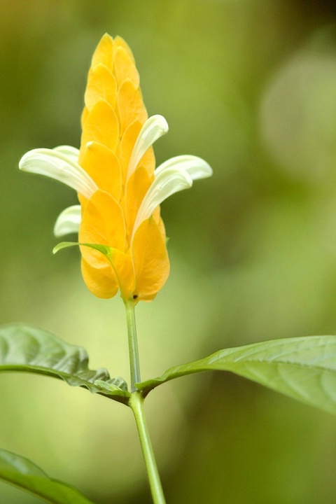 Tropical Flower