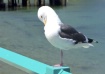 One Leg Up