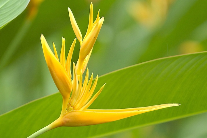 Heliconia Angusta - "Yellow Xmas"