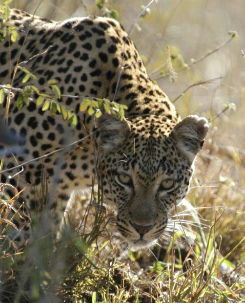 Young female leopard