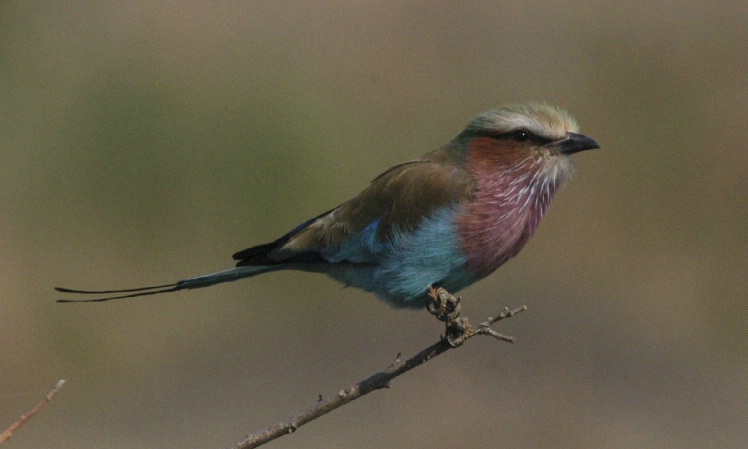 Perched Roller