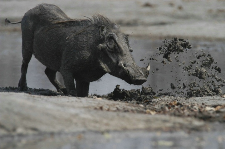 Warthog at Waterhole - ID: 2086568 © Ann E. Swinford