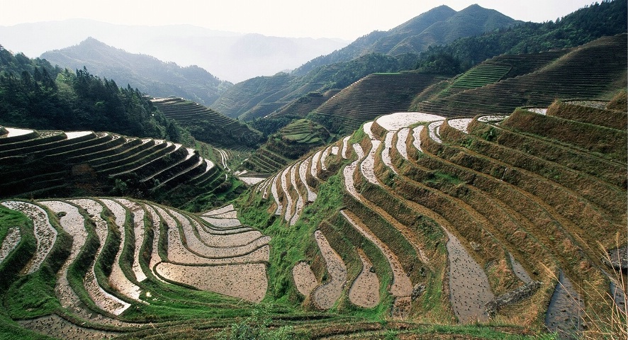 Dragon's Backbone Rice Terraces, Longji