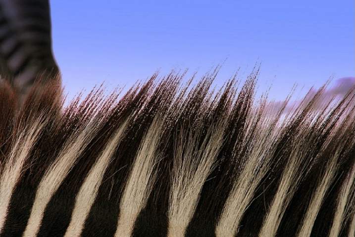 A Zebra Sky
