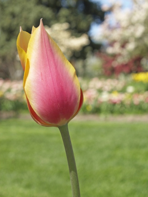 Yellow & Pink Tulip