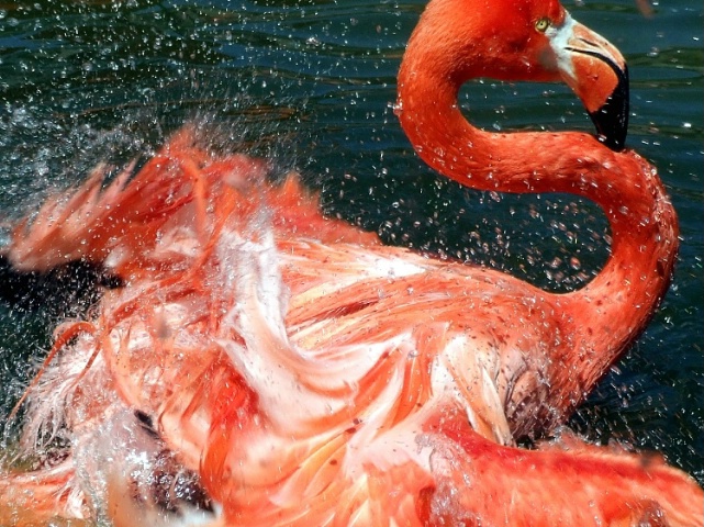 Fluttering Flamingo