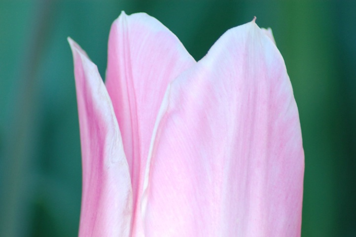 pink fold