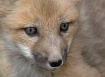 Baby Red Fox 