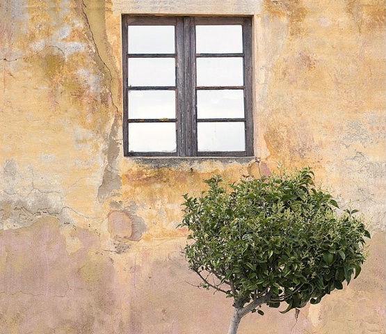 An window, a little tree and...the mur