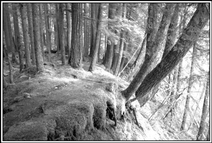 forest trails - ID: 2096897 © Stuart May
