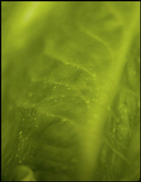 dew leaf 1 - ID: 2096909 © Stuart May
