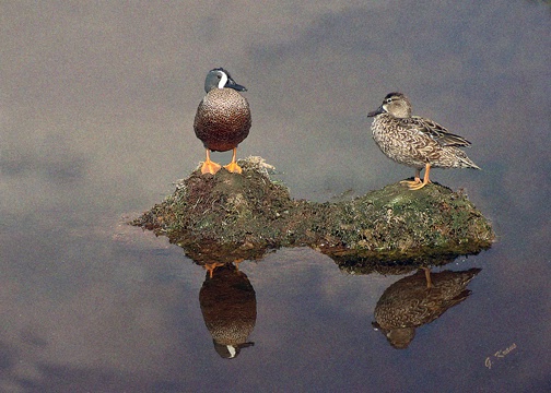 Reflective Ducks