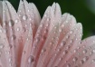 pink droplets