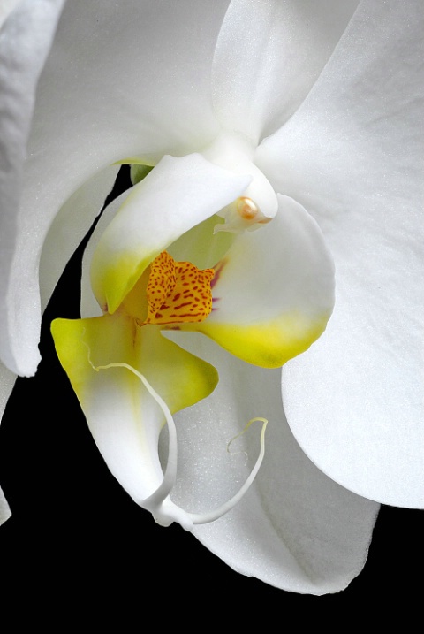 Orchid