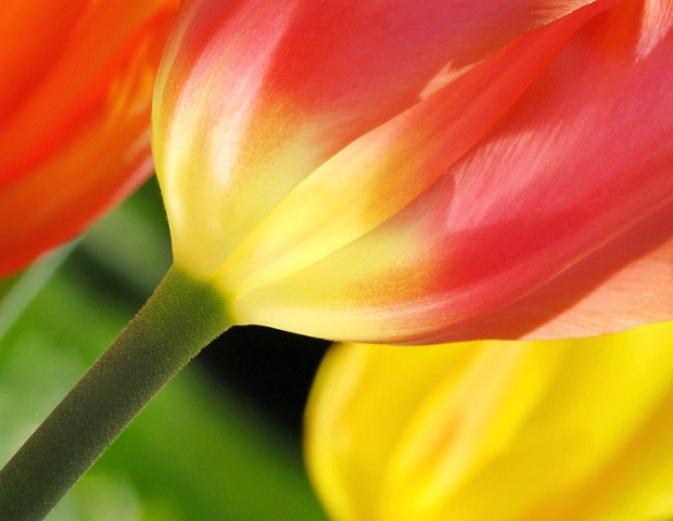 Tulip Colors