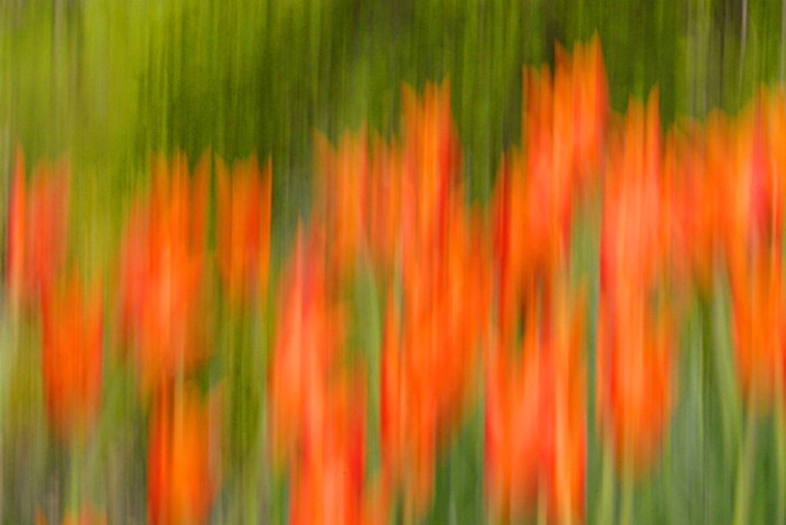 Tulip Time - ID: 2099514 © Deborah C. Lewinson