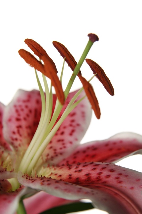 Stargazer Lily