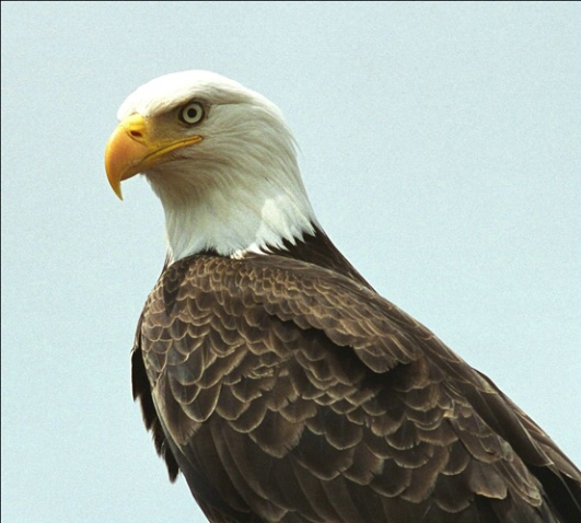 Eagle eye - ID: 2101409 © Stuart May