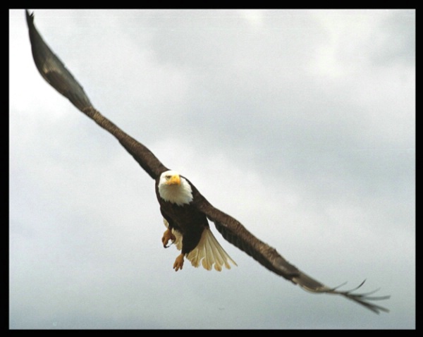 soar like an Eagle - ID: 2101410 © Stuart May