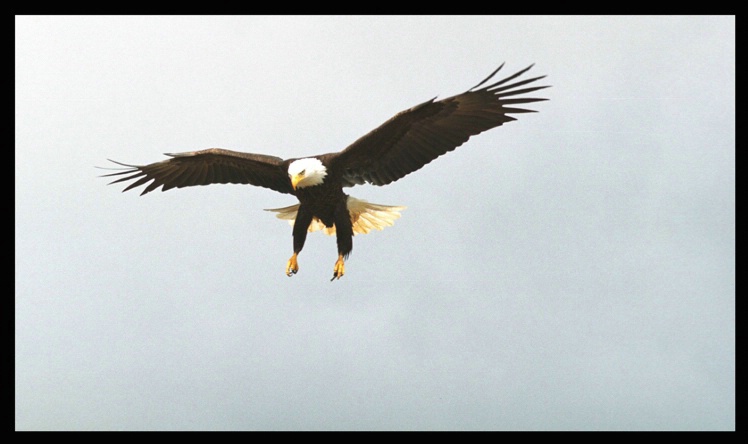 Eagle landing - ID: 2101411 © Stuart May