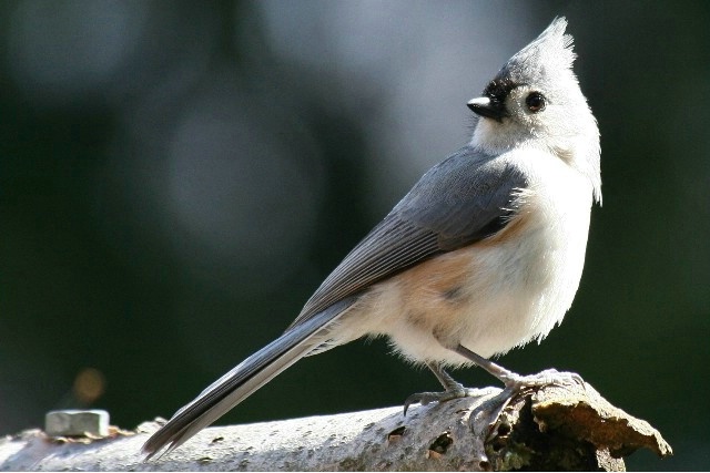 Nuts and Bolts of a Titmouse