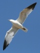 Soaring High
