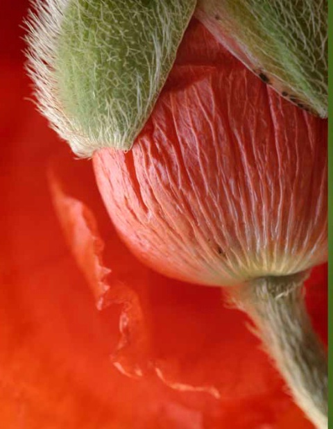 Poppy bud, with red poppy