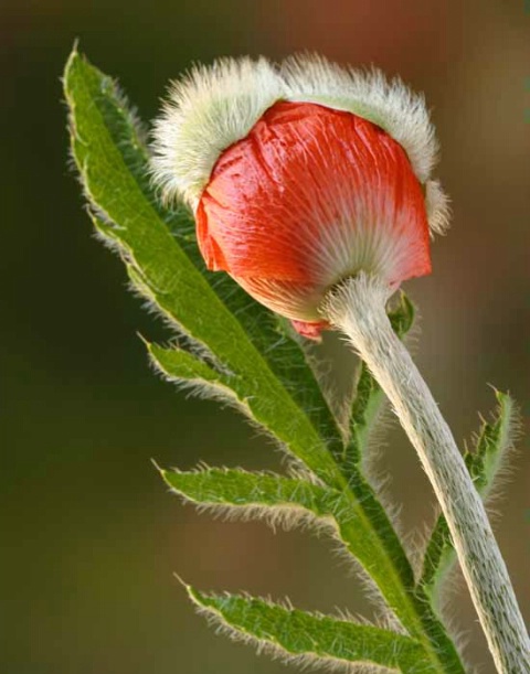 Poppy bud with leaf