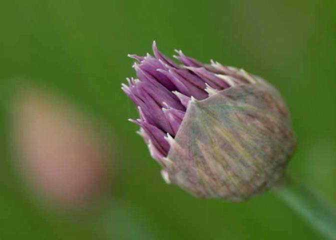 Opening chive blossom