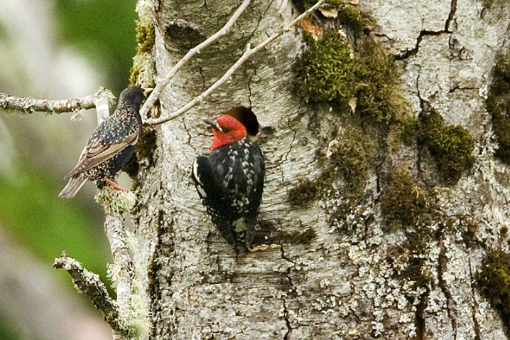 Confrontation! - Sapsucker and Starling - ID: 2103699 © John Tubbs