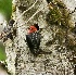 2Confrontation! - Sapsucker and Starling - ID: 2103699 © John Tubbs