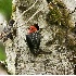 2Confrontation! - Sapsucker and Starling - ID: 2103699 © John Tubbs