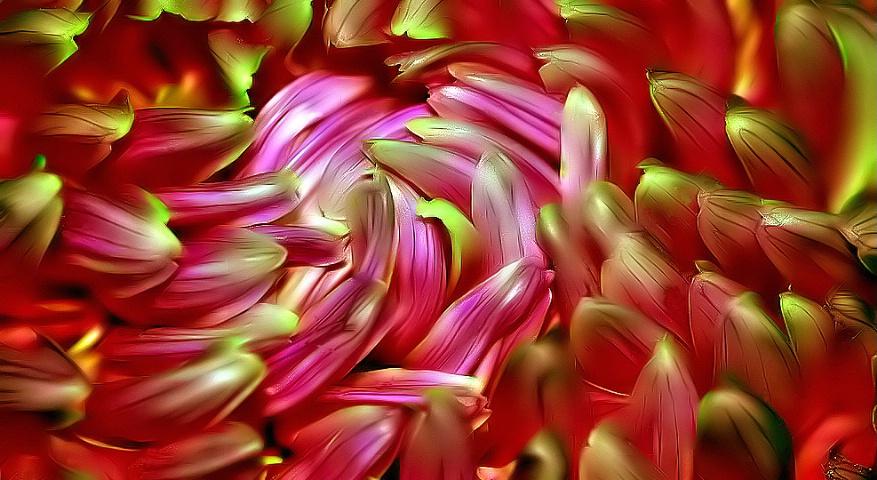 Petal Abstract