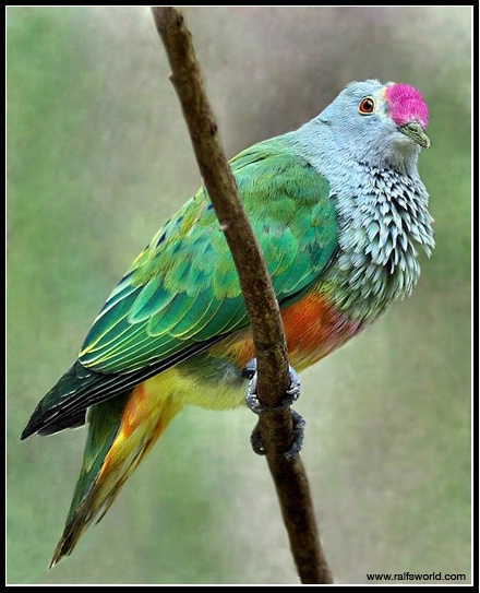 Rose-Crowned Fruit-Dove 