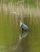 Heron Reflection