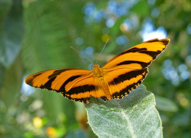 Banded Orange Butterfly 2