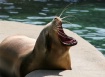 Beverly "Seal...