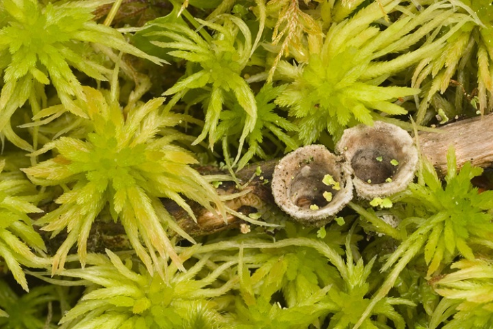 birdsnestfungus