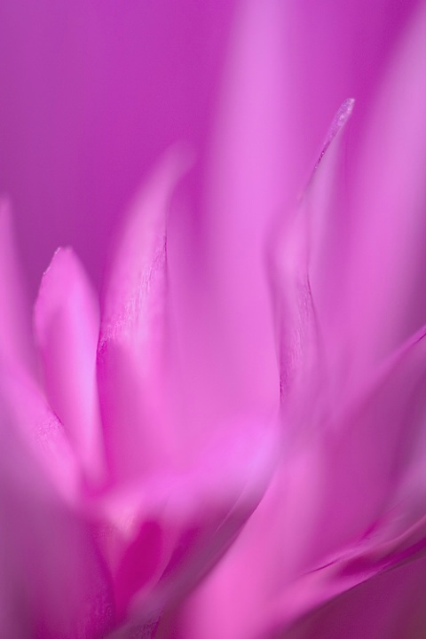 Ice Plant abstract