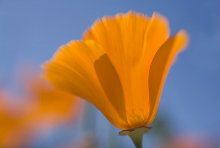 California Poppy with Lensbaby