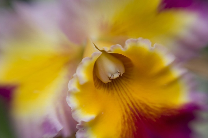 Orchid with Lensbaby 2.0