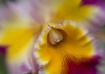 Orchid with Lensb...