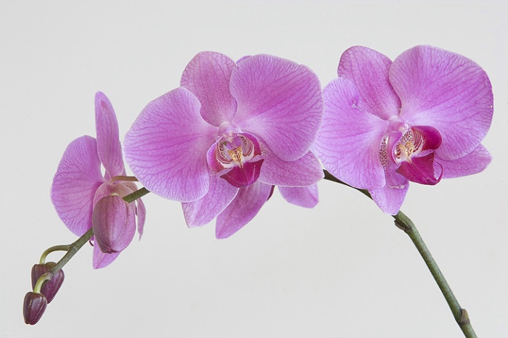 Pink Phaleonopsis